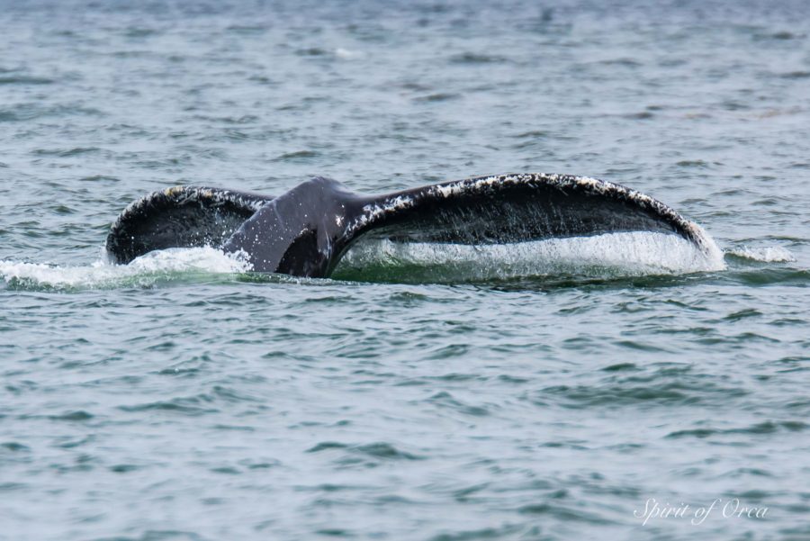 Humpbacks and Orca Pod