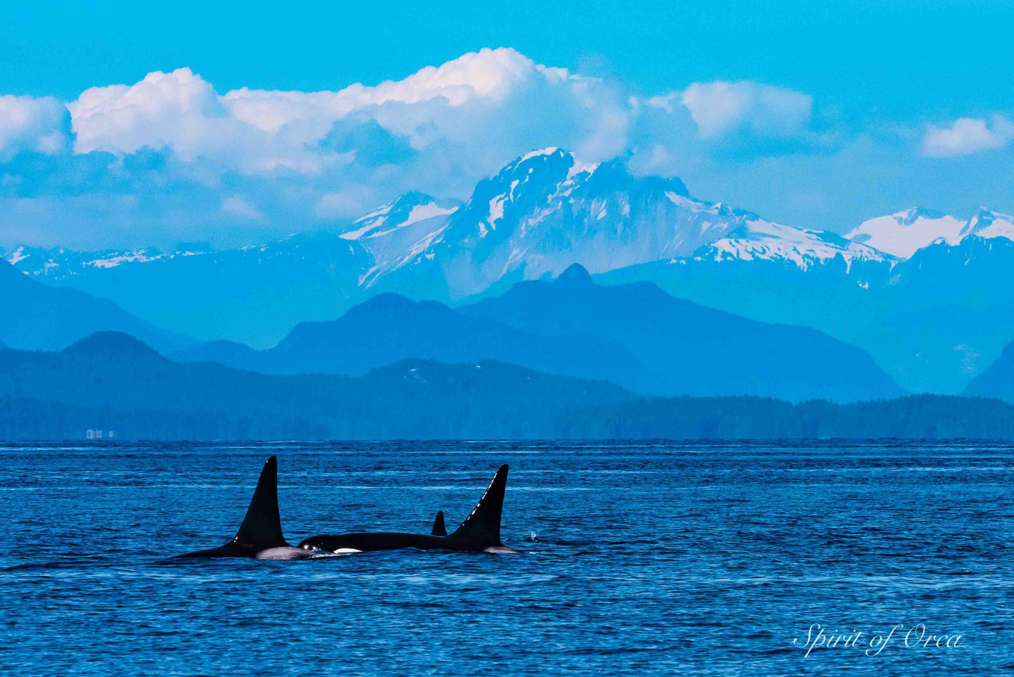 Orca North of Nanaimo - and Humpback Whales - Spirit of Orca