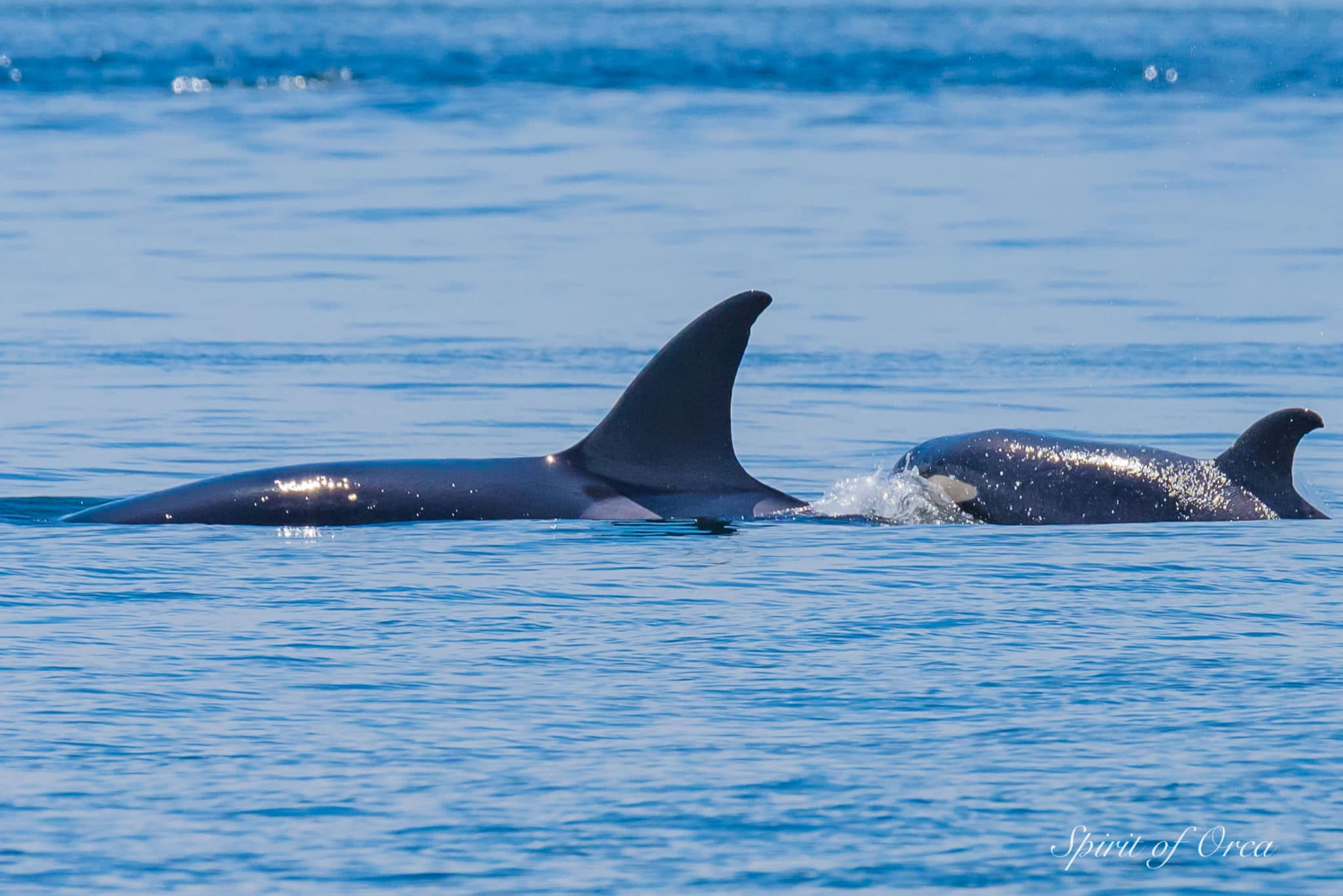 The Bigg's Orca T65A's - Pursuing a Harbor Porpoise - Spirit of Orca