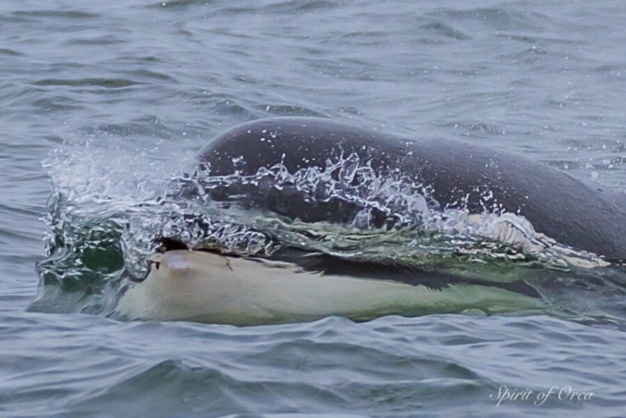 Mammal Eaters in Georgia Strait