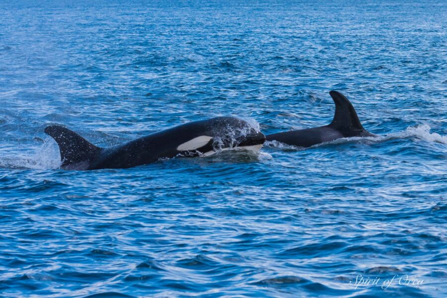 Biggs 65As Rosario Strait