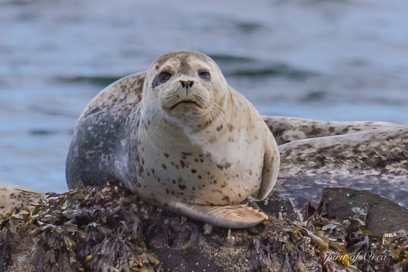 HARBOR seal