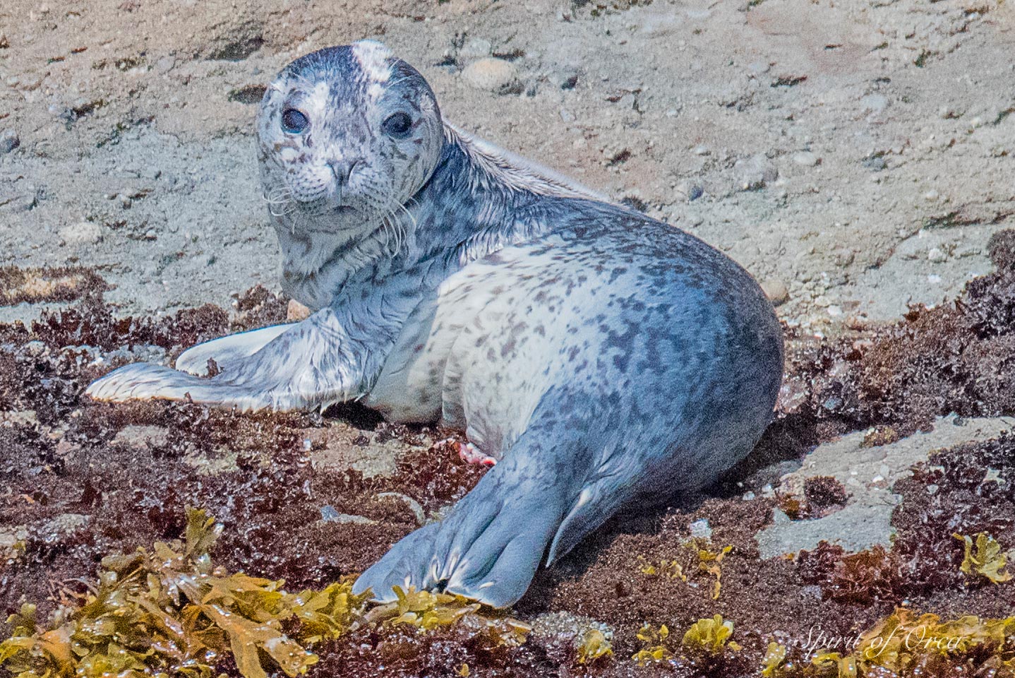 newborn seal
