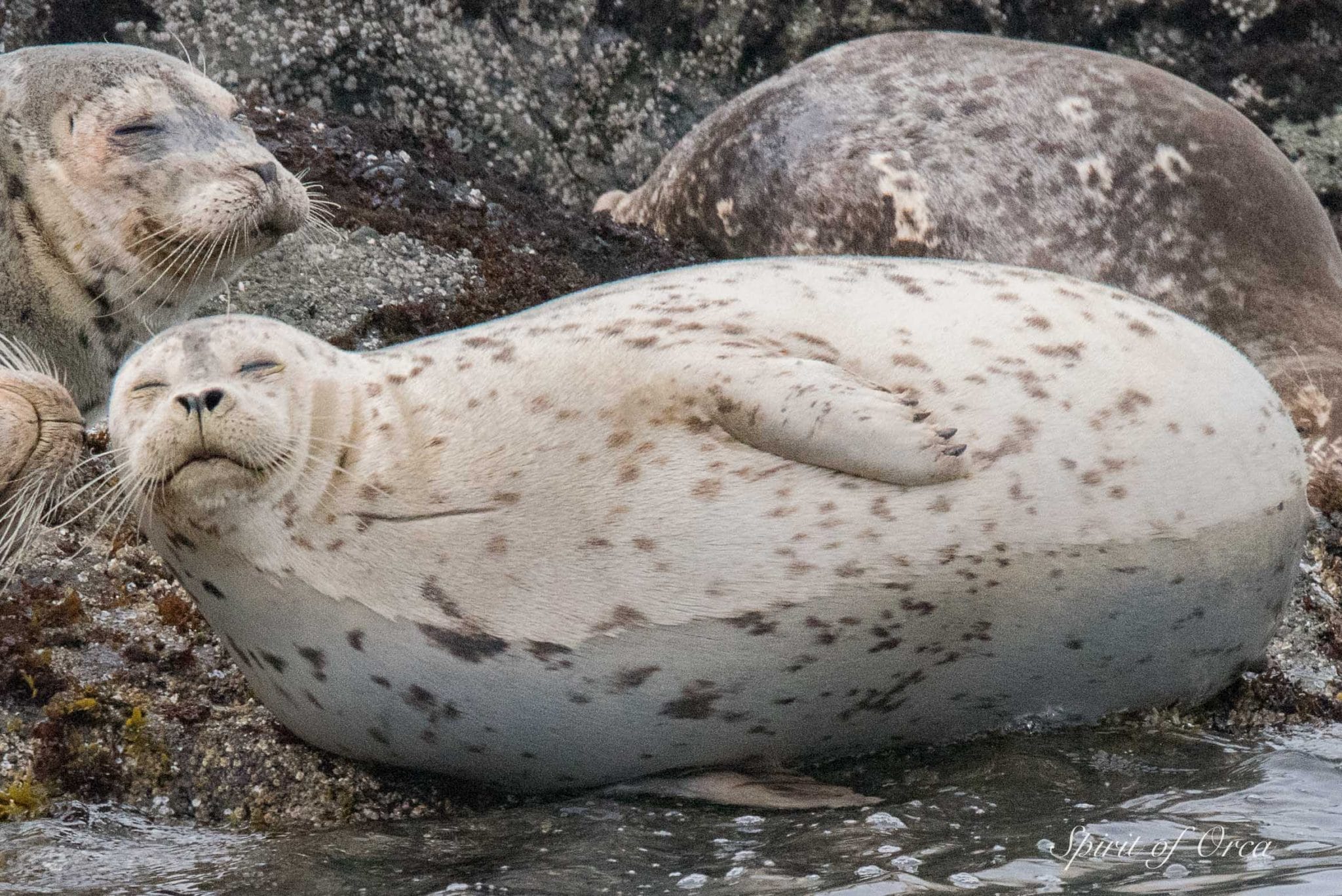 pregnant harbor seal