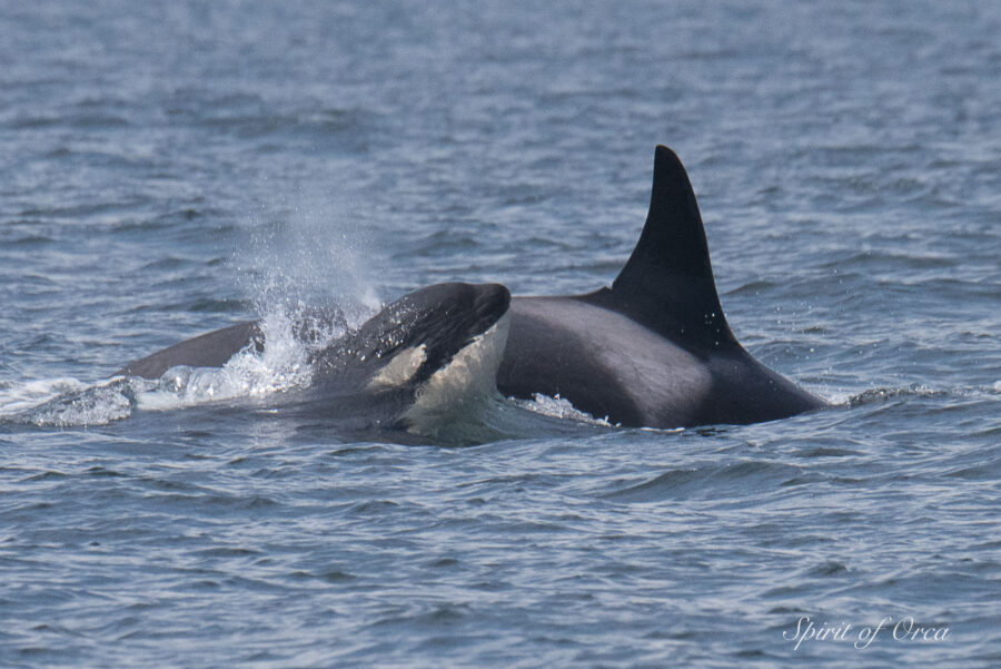 mom and calf