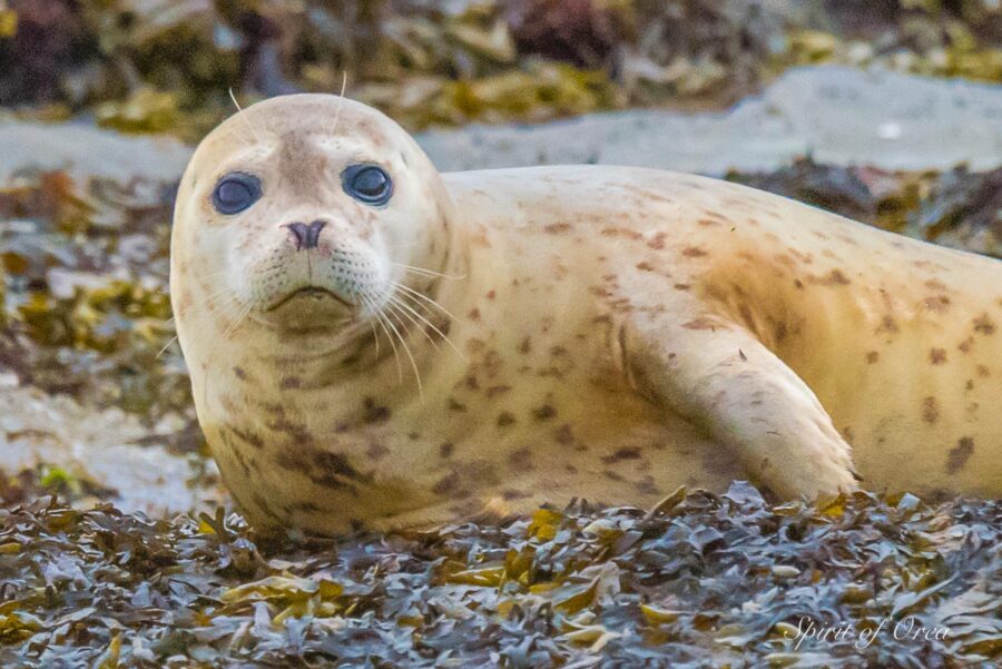 harbor seal pup