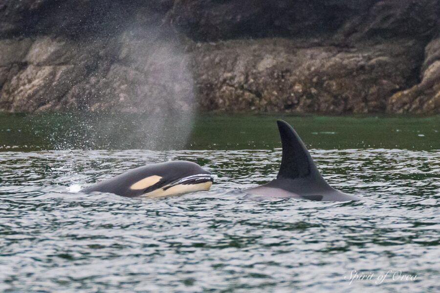 T65A2 Orca and Cousins