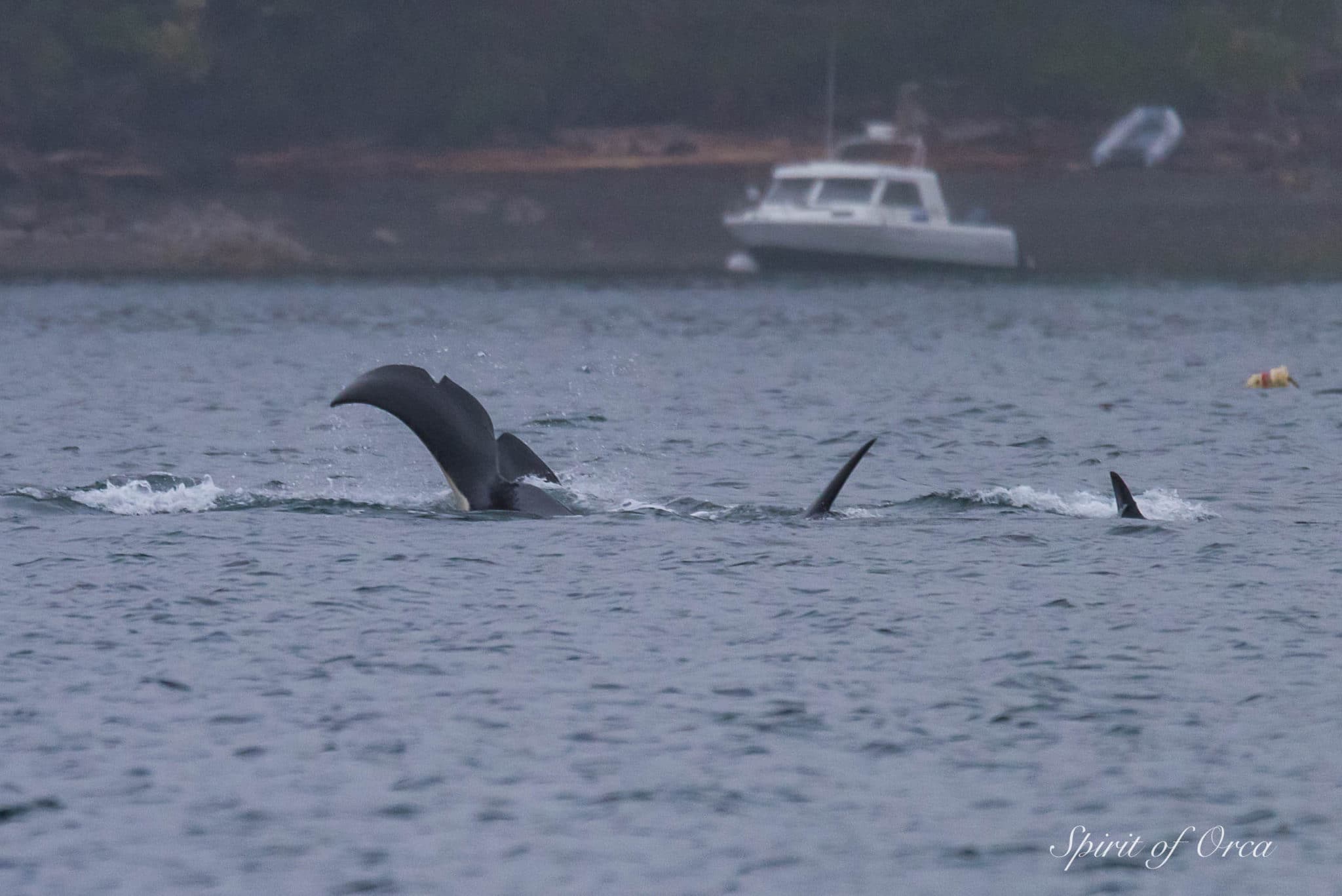 T65A2 Orca and Cousins - and Aunt T65B - Spirit of Orca