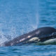 Salish Sea Biggs Orca