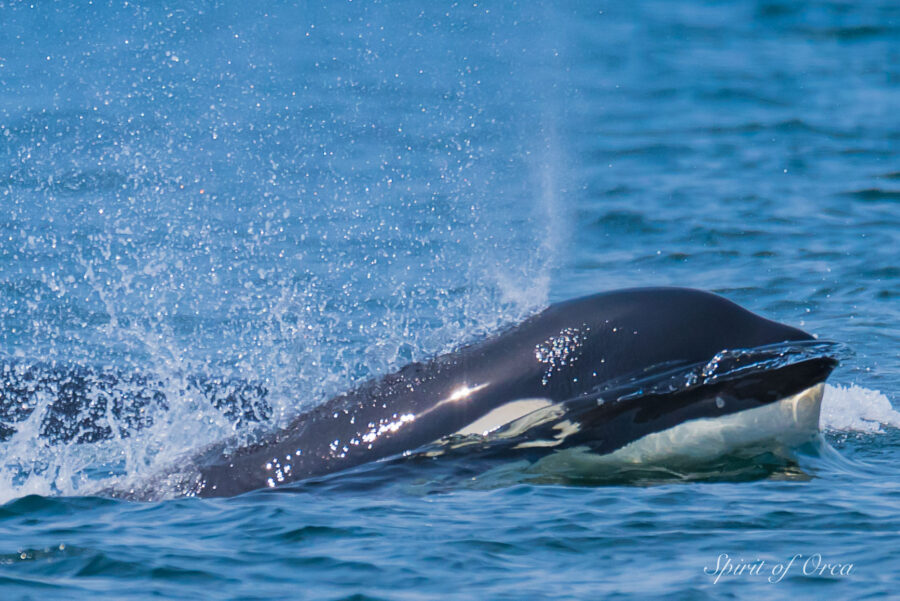 Salish Sea Biggs Orca