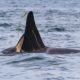 Resident Orca Return Home