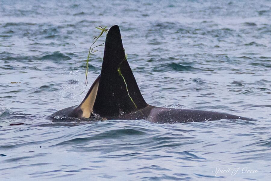 Resident Orca Return Home