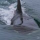 Biggs Humpback and Minke Whales