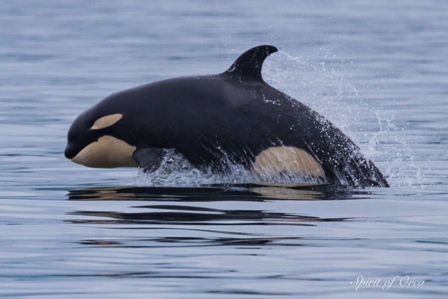 Biggs T65As and Humpbacks