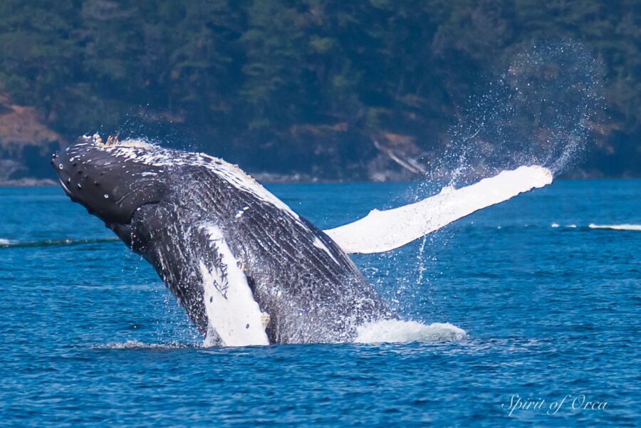 Orca & Humpback Breaching