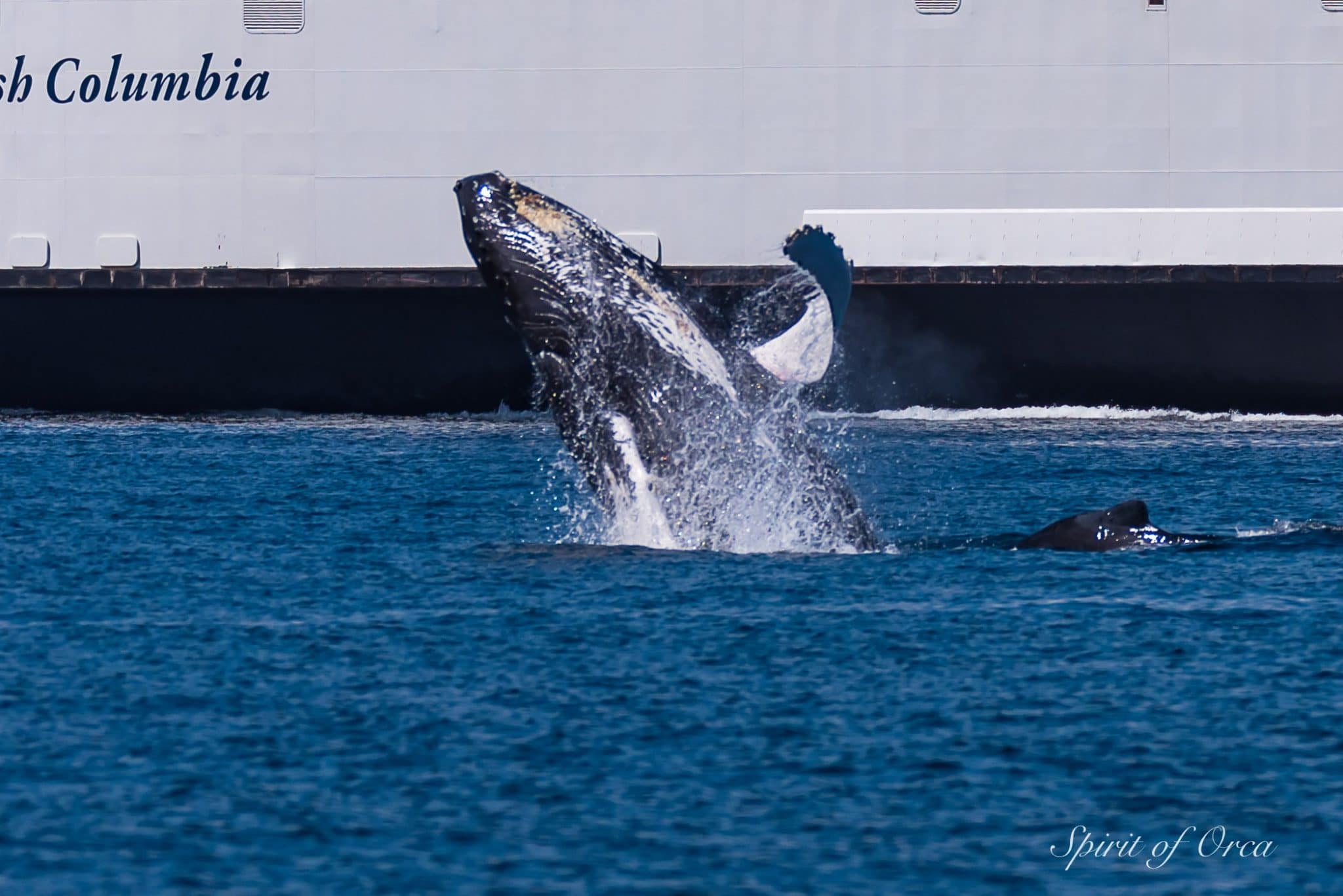 Orca & Humpback Breaching