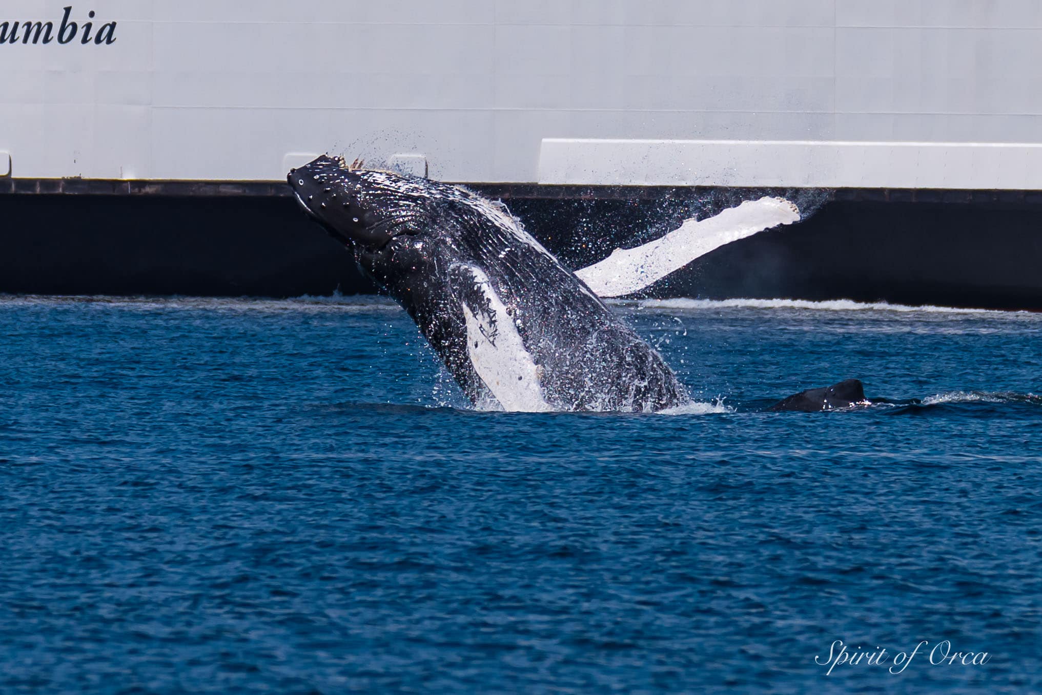 Orca & Humpback Breaching