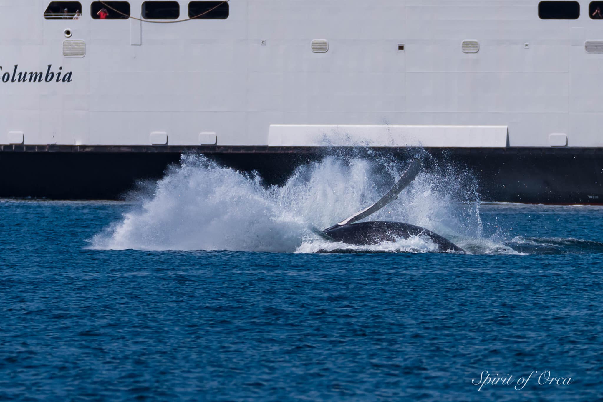 humpback breach