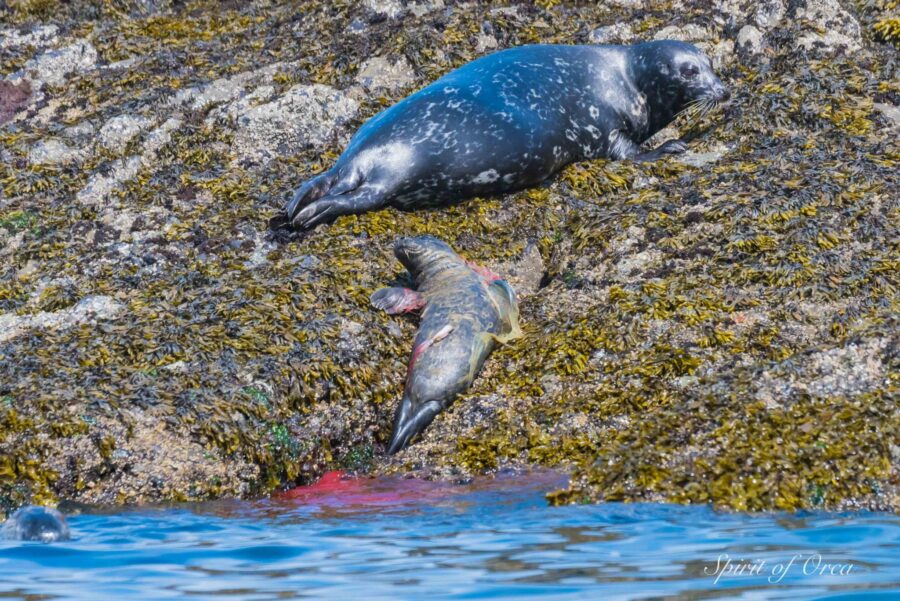 Newly Born Seal Pup