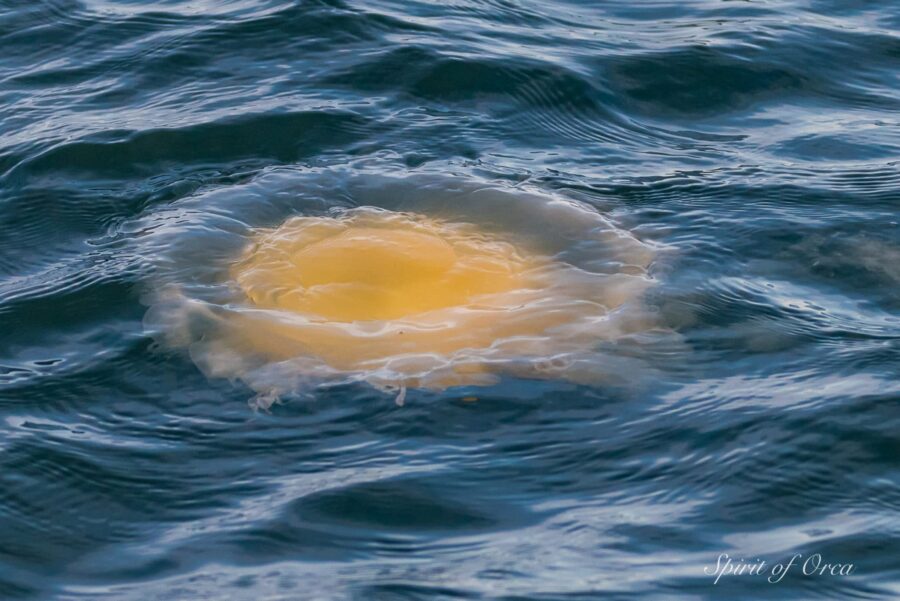 Egg Yolk Jellyfish