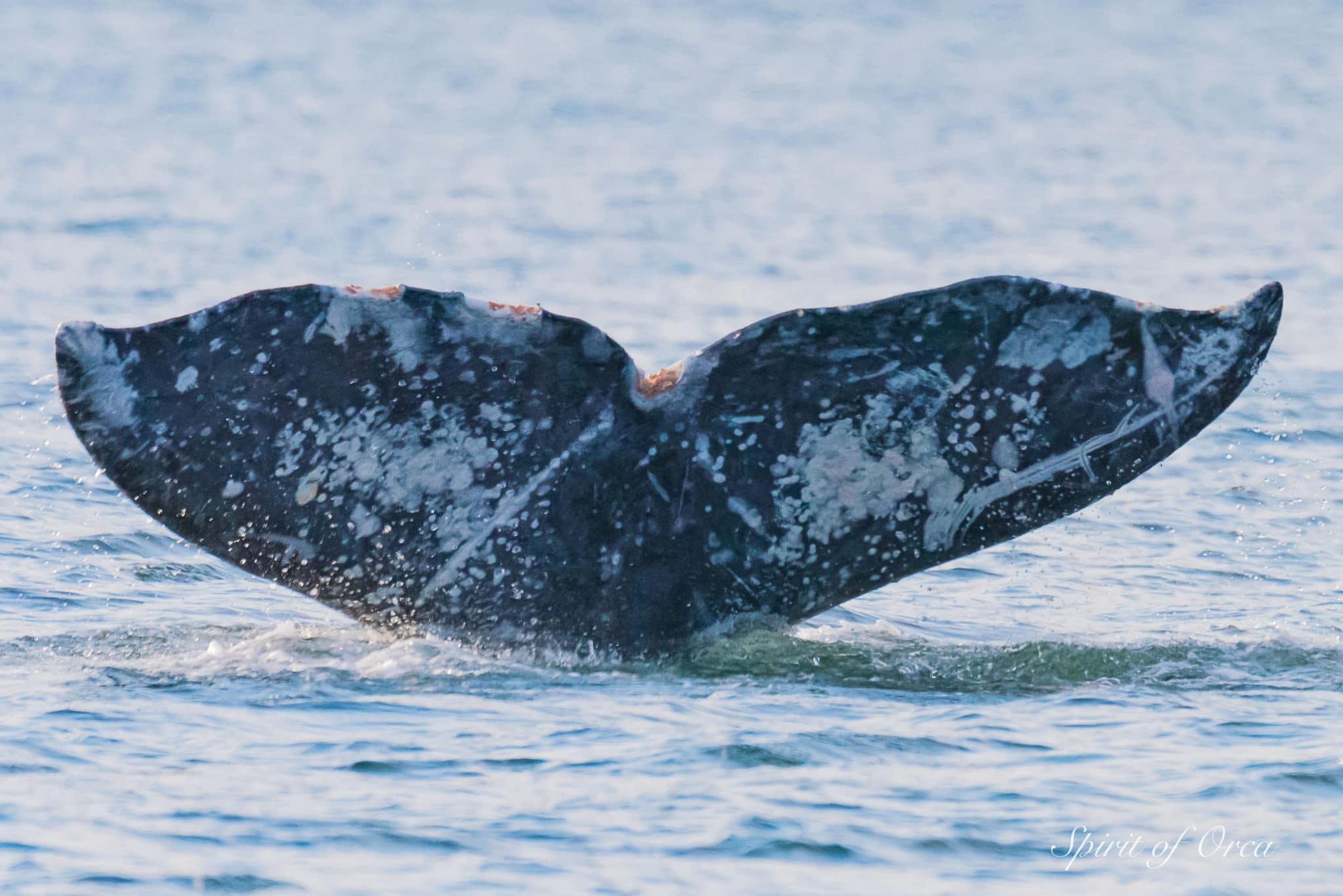 Humpback Whale & Gray Whale