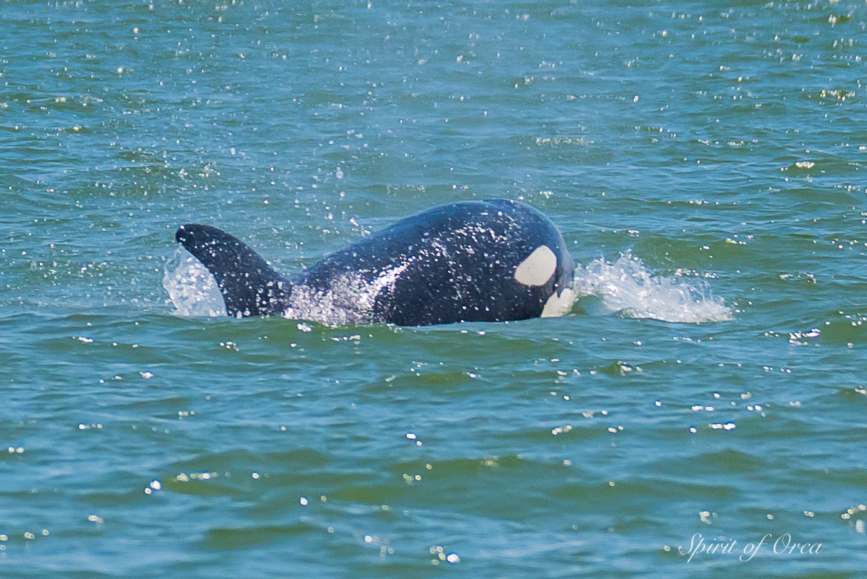 Biggs Orca in Georgia Strait