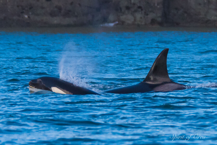 Biggs-T60s and Humpback Whale