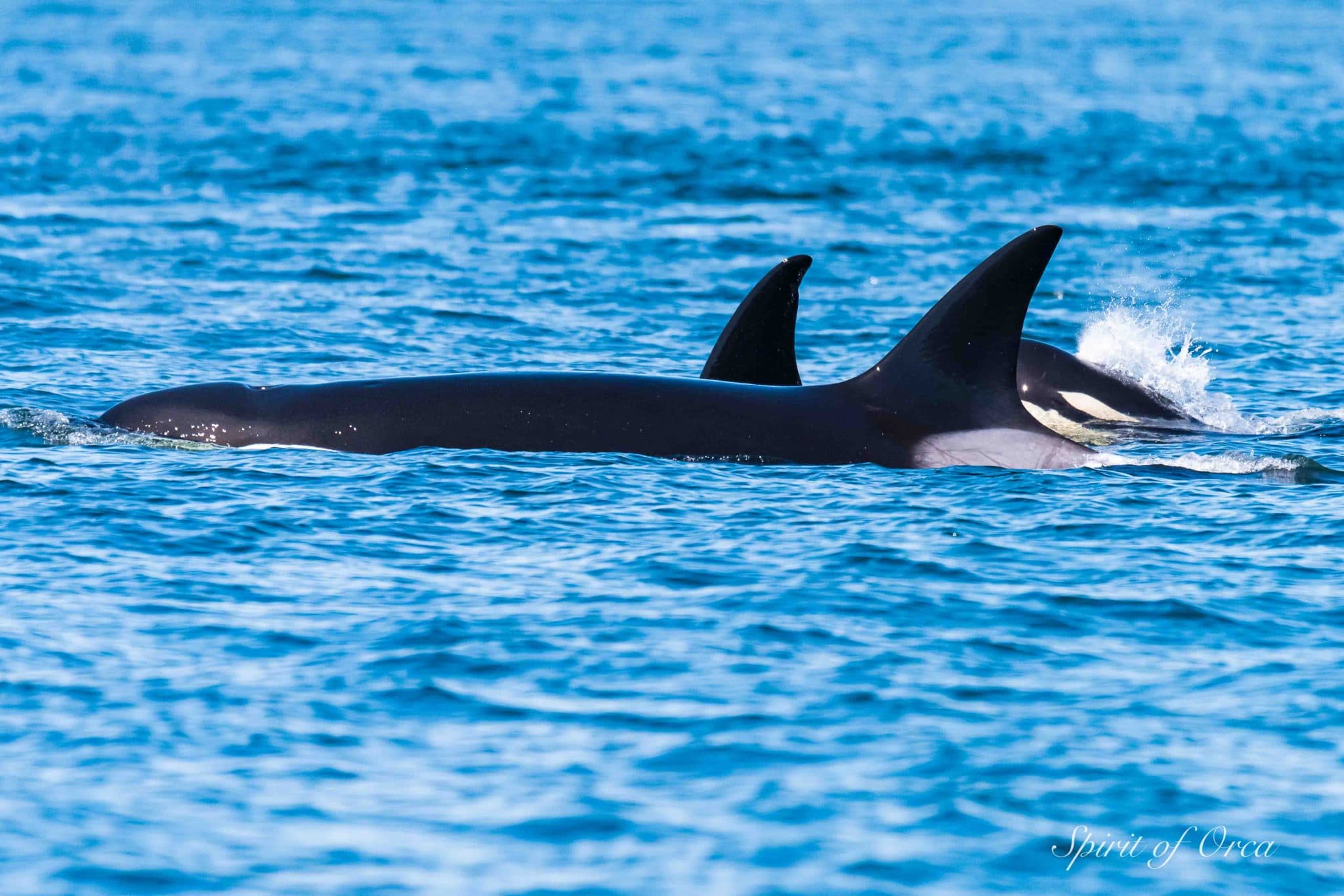 Three Pods of Orca