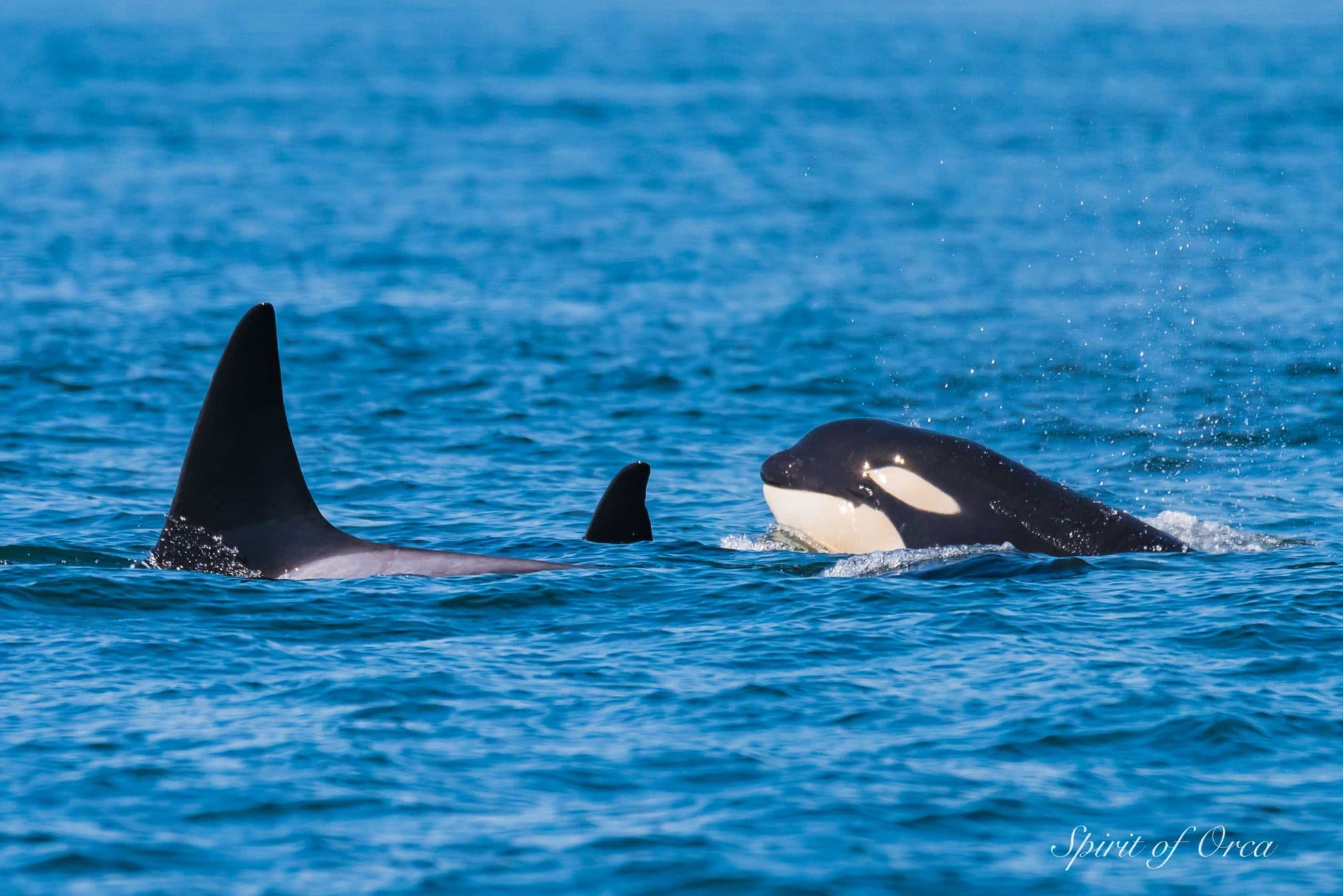 Three Pods of Orca