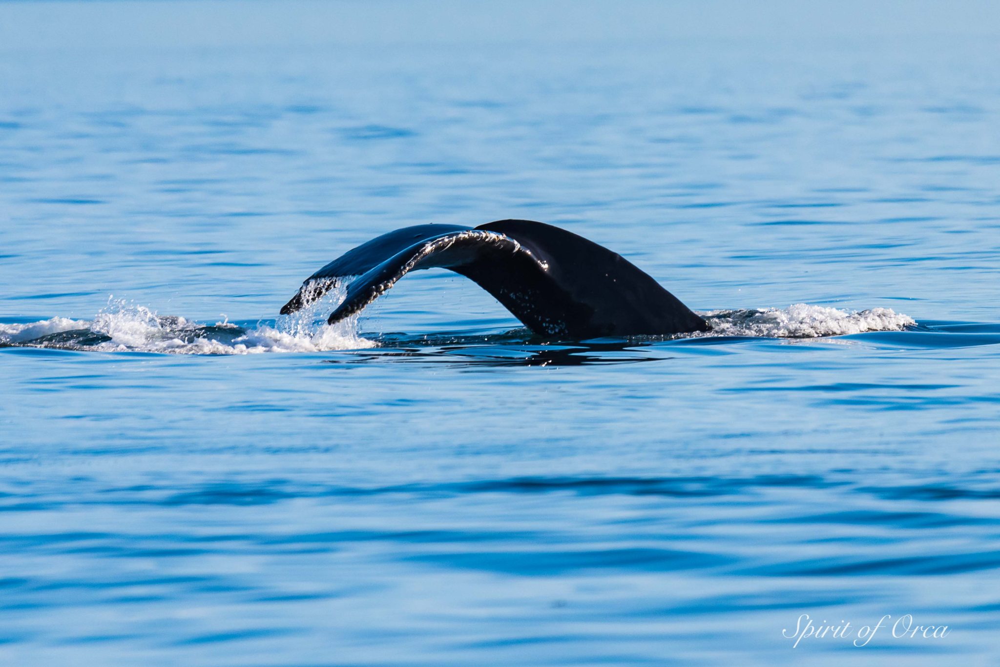 Three Pods of Orca - & Two Humpback Whales - Spirit of Orca