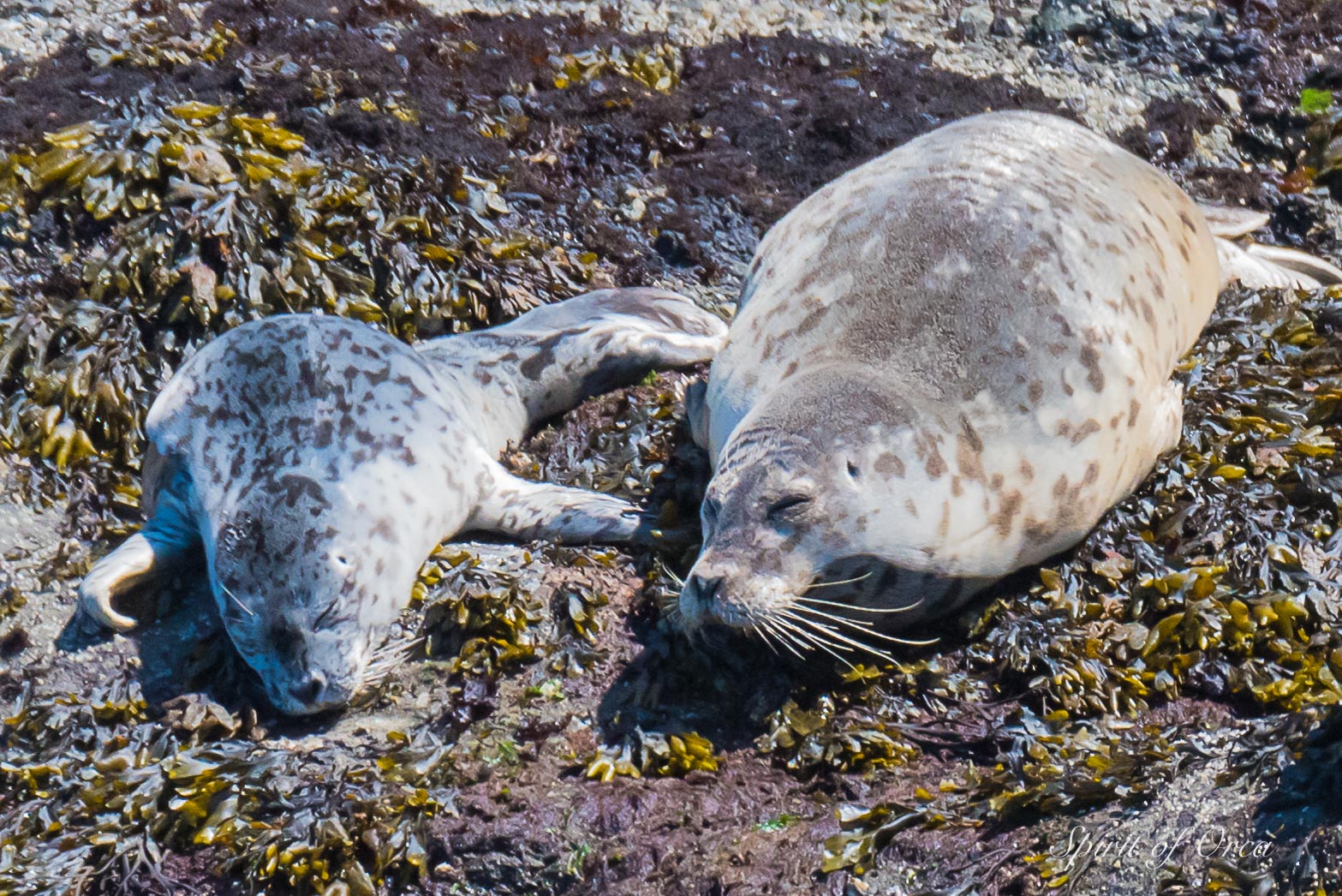 harbor seals and pups