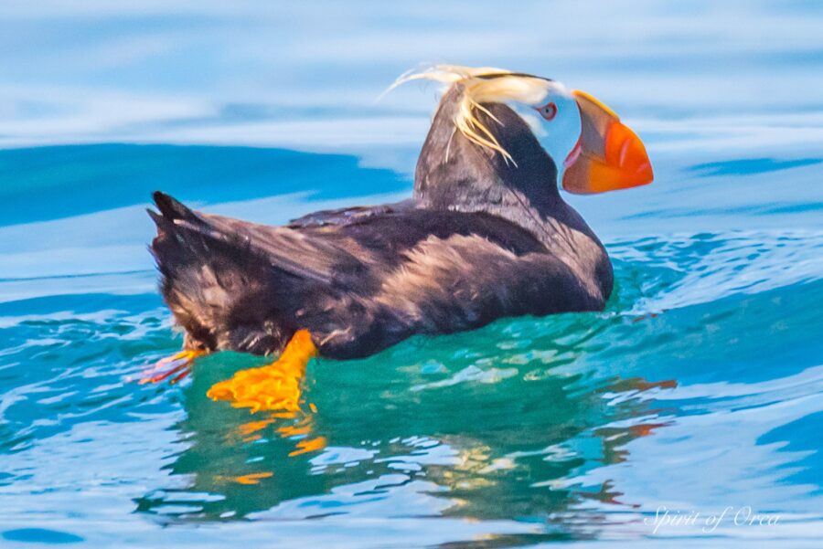 tufted puffin