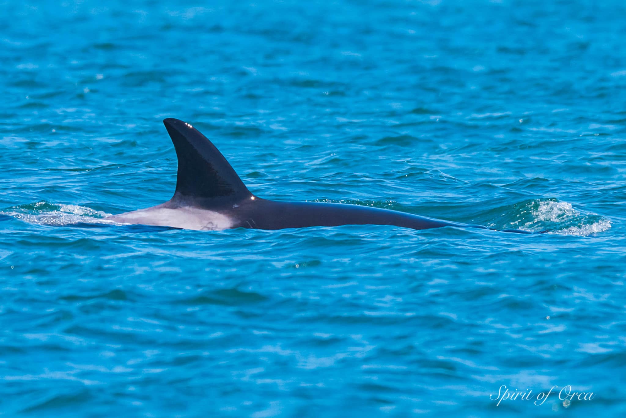 Biggs Orca near Port Townsend
