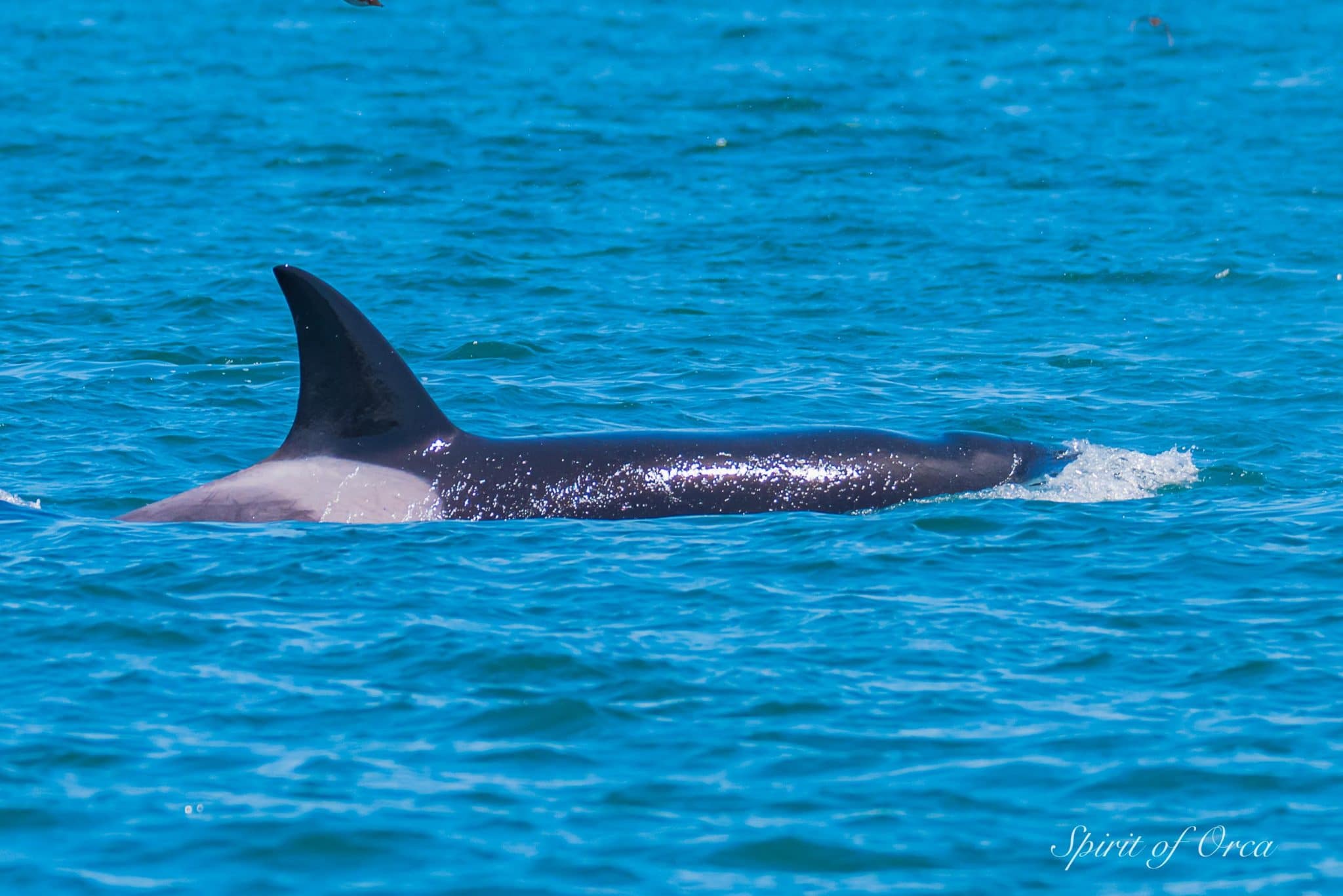 Biggs Orca near Port Townsend