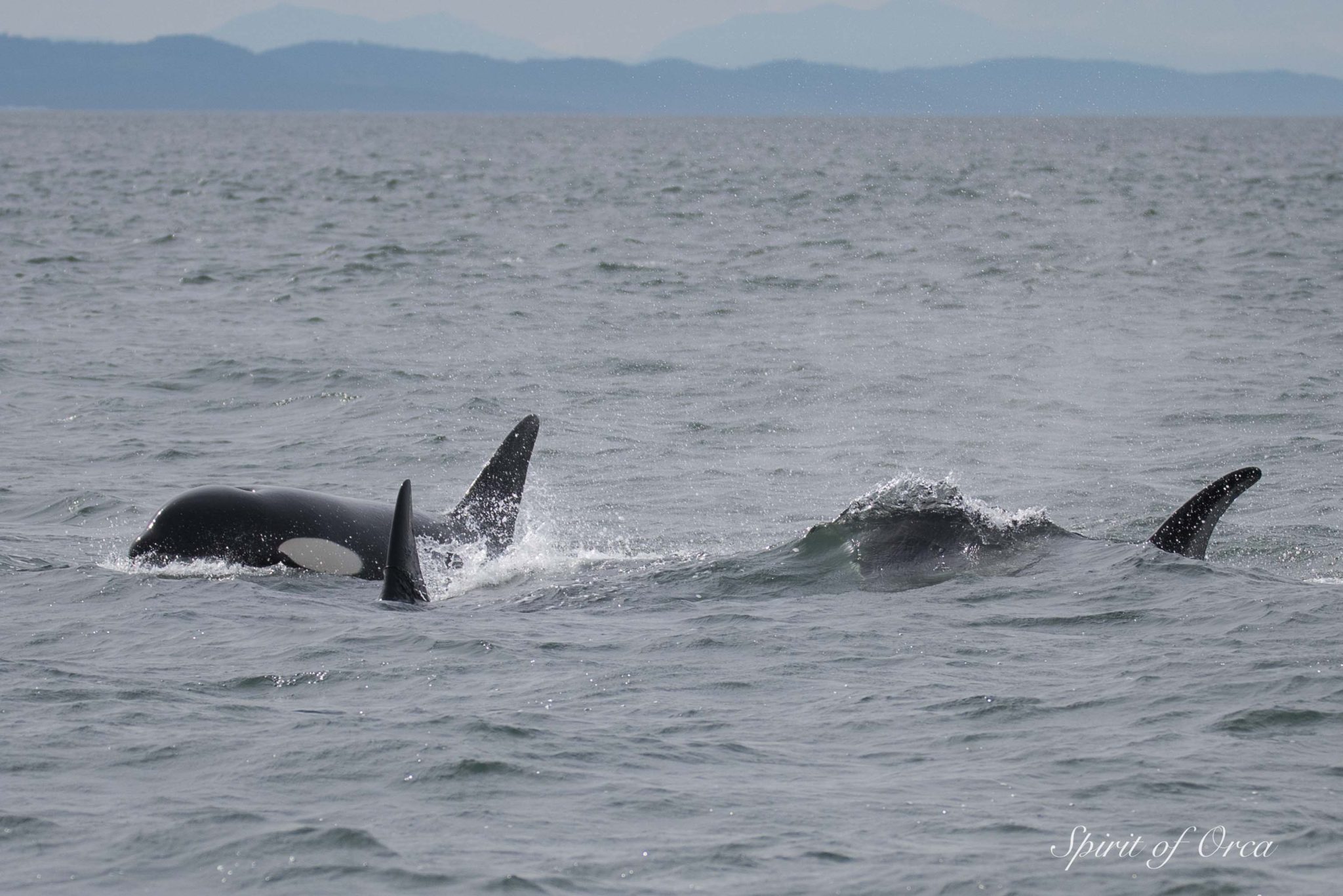 many biggs orca nearby