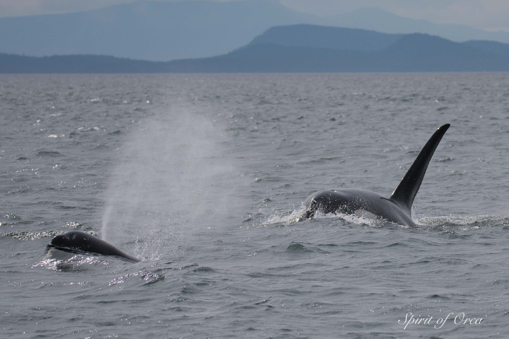 many biggs orca nearby