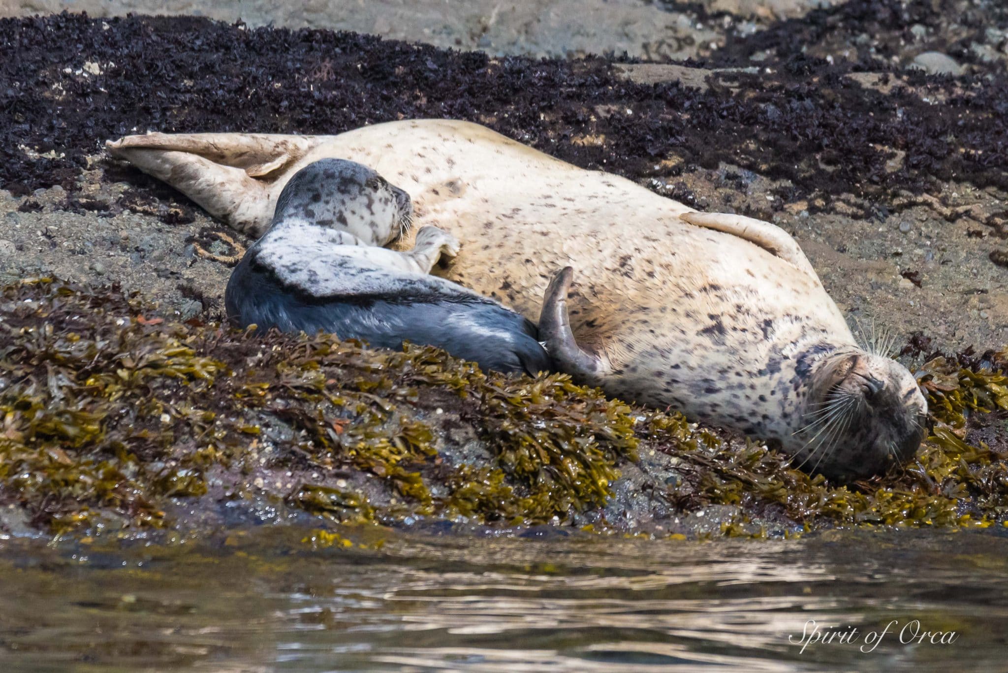 harbor seal and pup