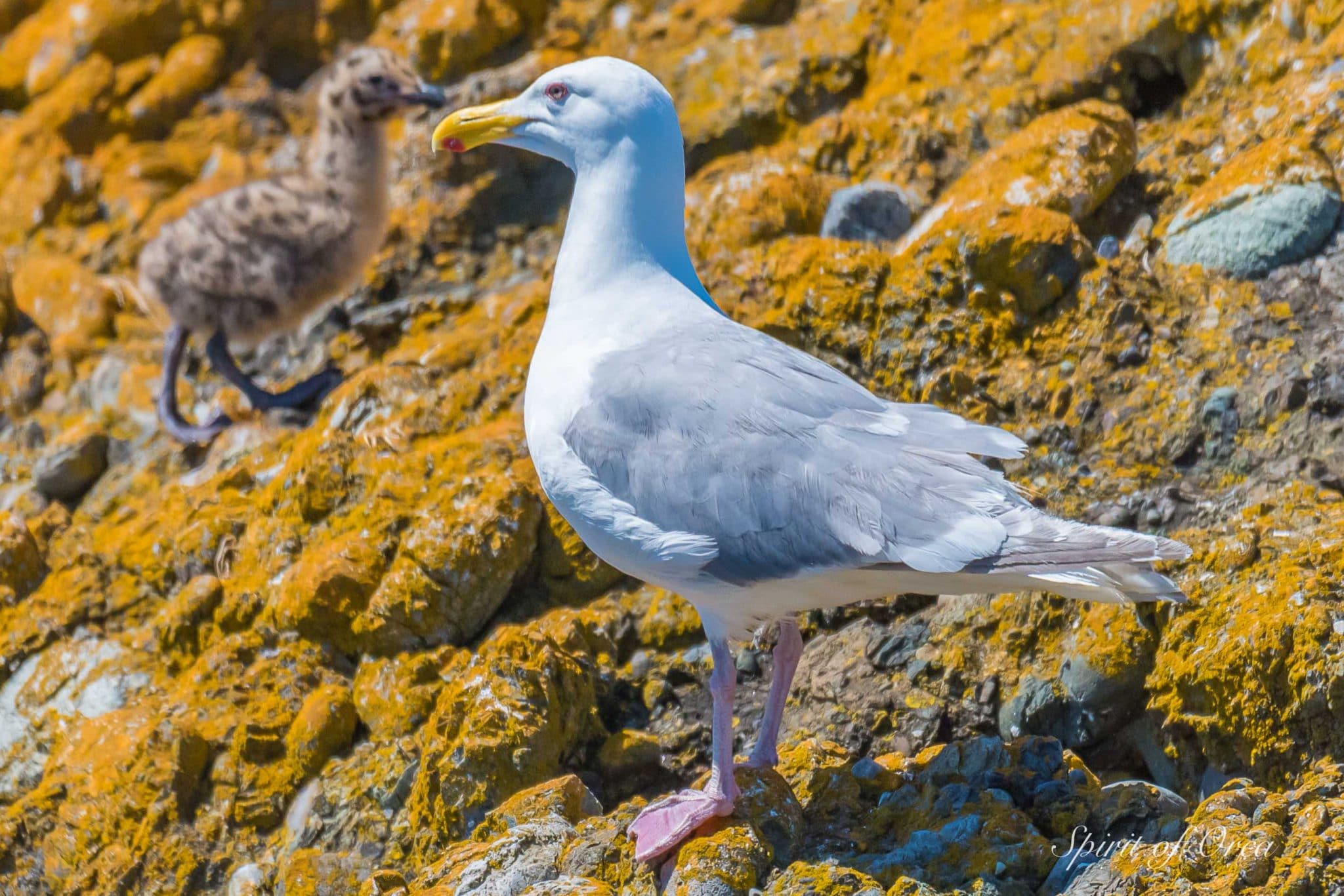 glaucous winged gull