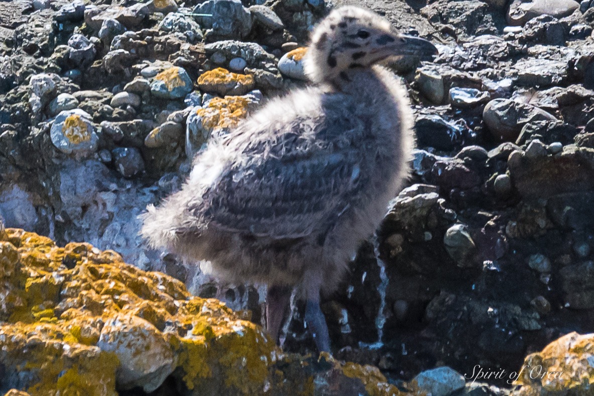 Glaucous-winged gull chick