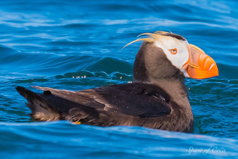 Sleepy Humpback & Pretty Puffins