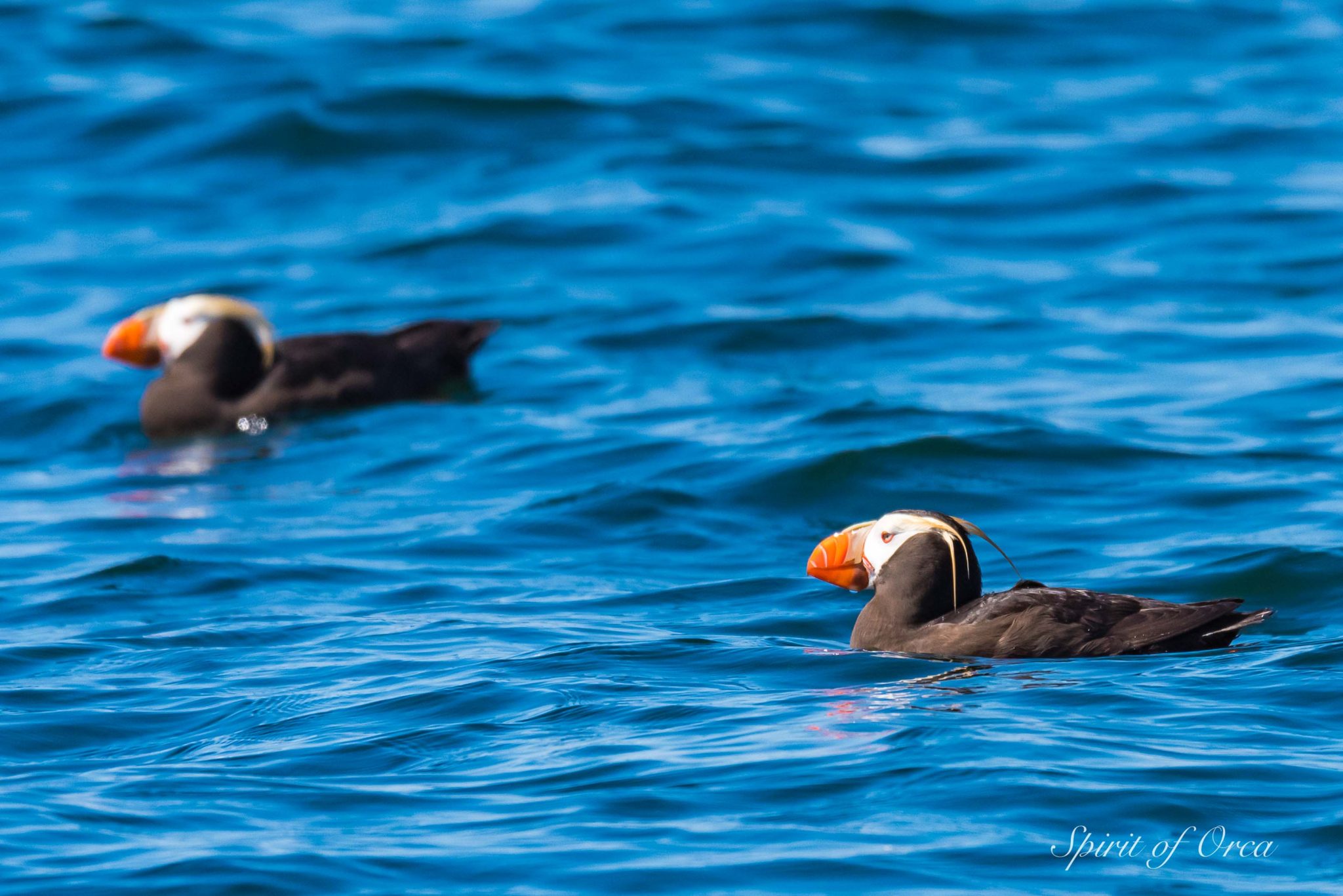 tufted puffin