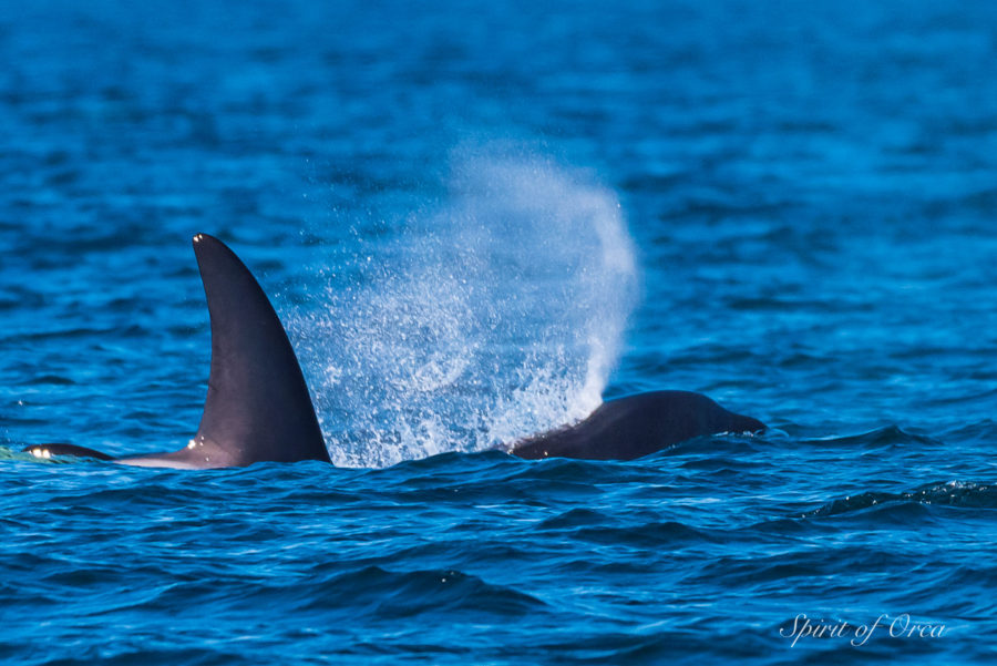 We have several pods of Orca in the area to choose from today for our viewing. The viewing today of Orca both North and South of the San Juan Islands was an enjoyable experience. On the morning tour, we started north and saw some Harbor Seal mama's with their pups, some younger than others. There were sea birds to see including Black Oyster Catchers, Black Turnstone, and I expected to see Bald Eagles on Java Rocks, but instead, there were a bunch of Turkey Vultures there. We were viewing the T46's in Boundary Pass as they moved up the channel. We stayed with them until they reached the Saturna Island Rich Folks Protection Zone. It is supposed to be a critical habitat area for the protection of the Southern Resident Killer Whales. Doesn't matter that the Southern Residents are nowhere within a hundred miles from here. The Saturna folks cried, and politicians jumped to protect the islanders' views of the sea. The T46B's were not with the T46's today but about 38 nautical miles to the south. This pod includes Casper, T46B1B. Casper is the more white than it is black calf with a pigment disorder. It is not a true albino though he is a beautiful whale to view. There was a great deal of tidal turbulence at Boiling Reef today as we crossed into the Strait of Georgia. After the whales cleared the no go zone in front of the Saturna island cliff dwellers homes, we again were able to start viewing the pod. The afternoon tour we made our way south into the Strait of Juan de Fuca to view the T65A's. On the way, we stopped to see Harbor Seals and pups. We pulled into Shark Reef Cove and saw a couple of Bald Eagles sitting proud gazing for fish to dive for. We were headed for the T65A's when I noticed there were too many boats around them. I decided to take our tour to an island where I knew we would see Tufted Puffins. It was beautifully calm today, with the tufted puffins. I love these little birds. I think my favorite is the Black Oystercatcher, followed by the Tufted Puffin, then maybe Great Blue Heron. However, I can't leave the Red Neck Phalarope from the list of my favorites. I will include a pic of a Phalarope in this post so you can see why. We did meet up with the T65A's after most of the boats had left. They gave us some excellent viewing, especially the young calf with lots of energy. As I was departing I let a pleasure boater know he was not legal tailing the whales and that he needed to move off to either side and stay out with the professional boat operators. On the way back in we stopped off at Salmon bank to see a couple of Minke Whales spotted in the area. We did not see them so made our way to some rocks to view Stellar Sea Lions. While shutdown and taking pics a pair of them that were in the water swam underwater and showed up under the boat checking us out. These huge beautiful creatures are a curious lot. The big bulls grow up to 2500 pounds. Again, the vOrca both North and South