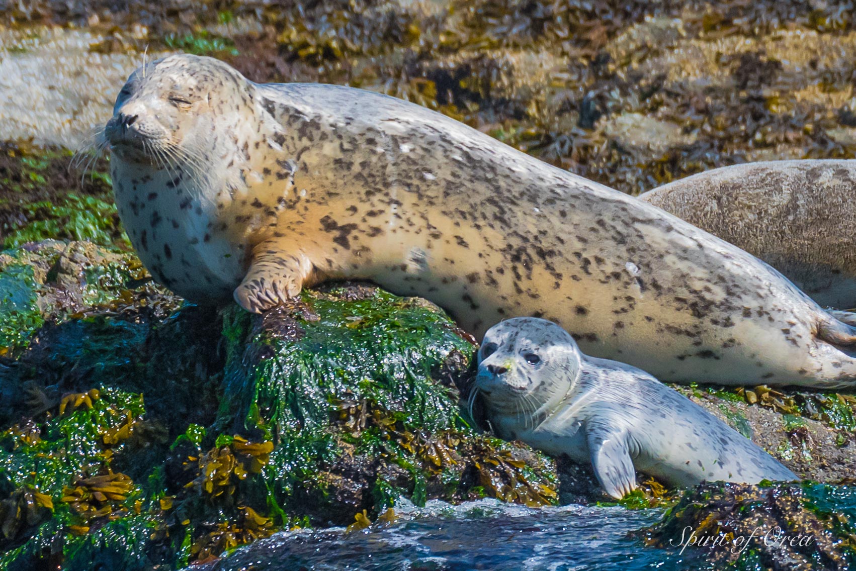 Harbor seal and pup