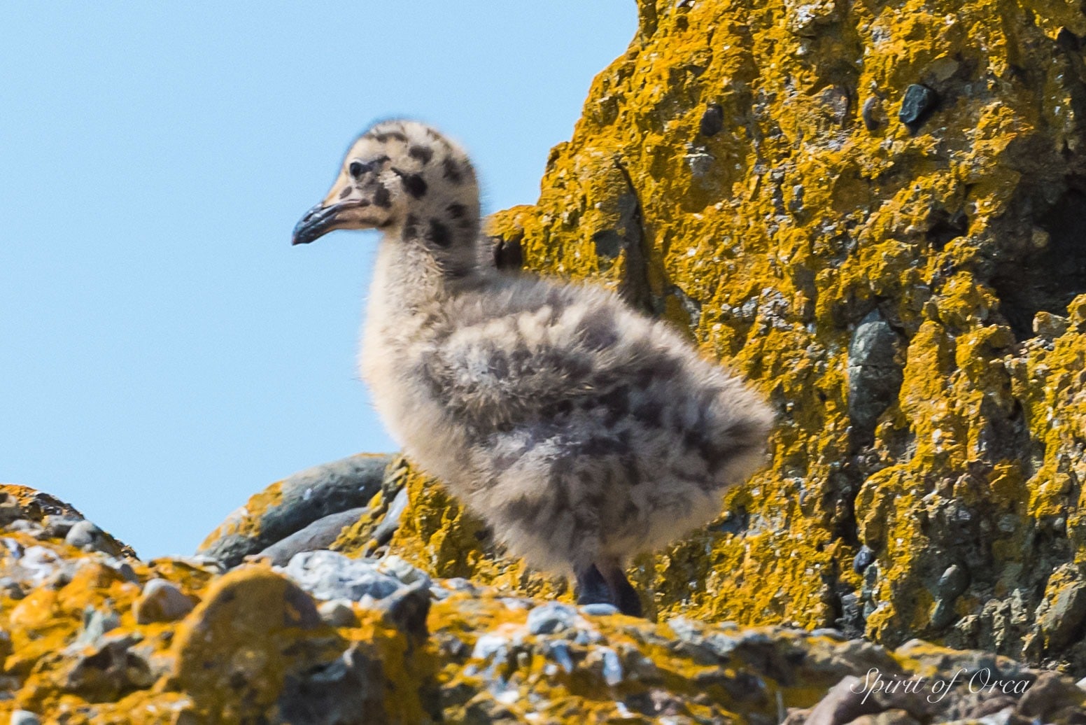 glaucous-winged gull chick