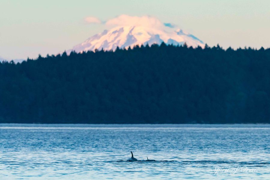 whales with mount baker