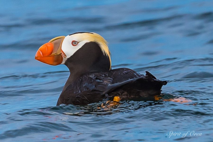 Tufted Puffin