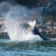 Butchart Gardens Seal Cull