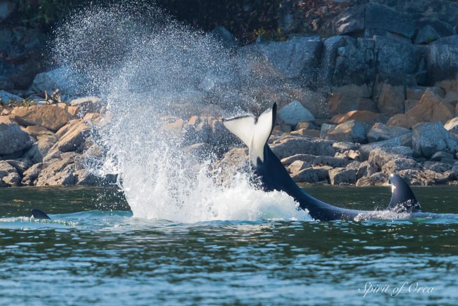 Butchart Gardens Seal Cull