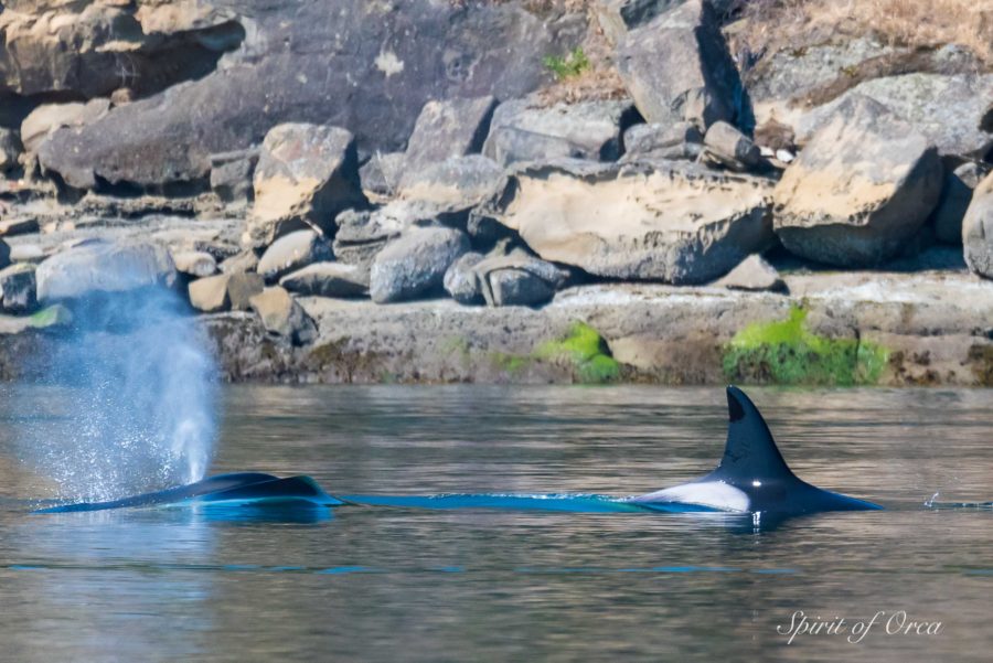 Humpbacks and Biggs Whales