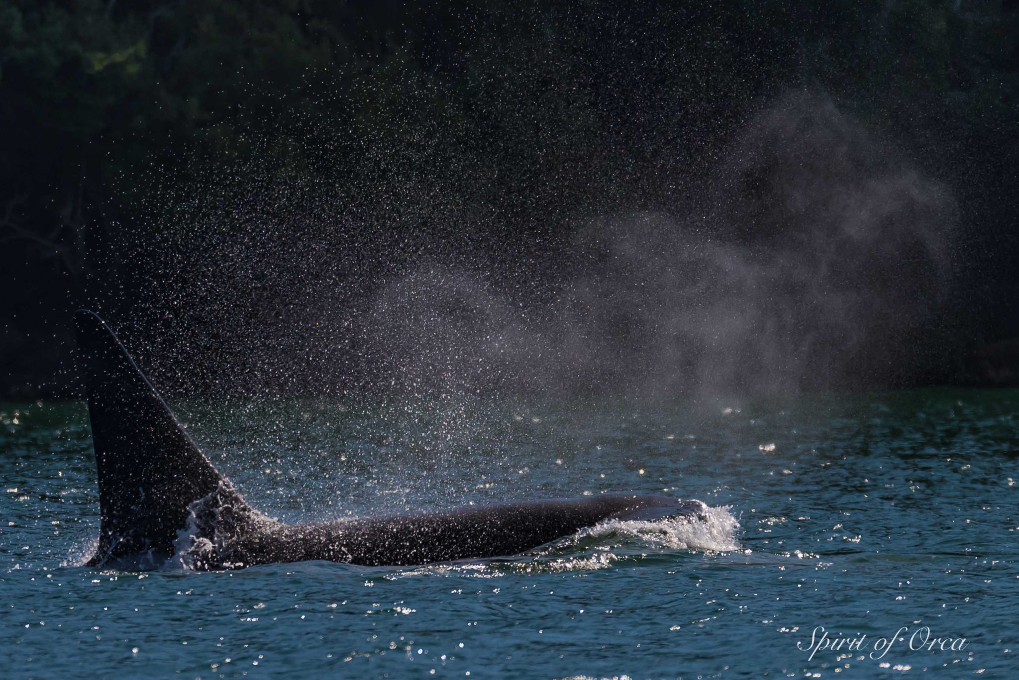 Orcas In The Islands -Seals and Sea Birds - Spirit of Orca